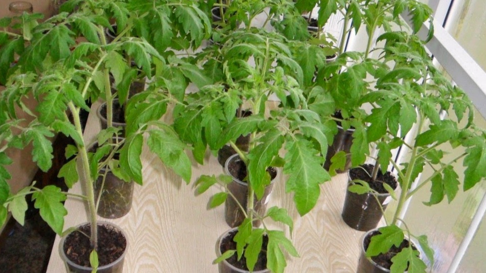 При правильном формировании высокая рассада дает на 30% больше урожая