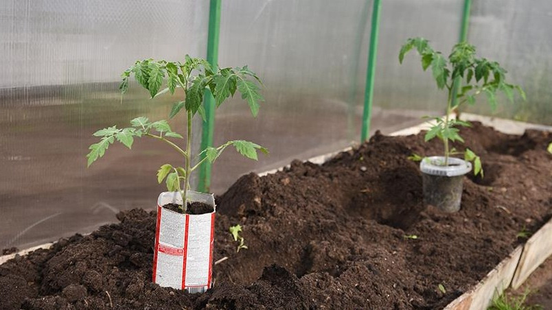 При высадке рассады каждый виток шпагата должен оказаться в грунте