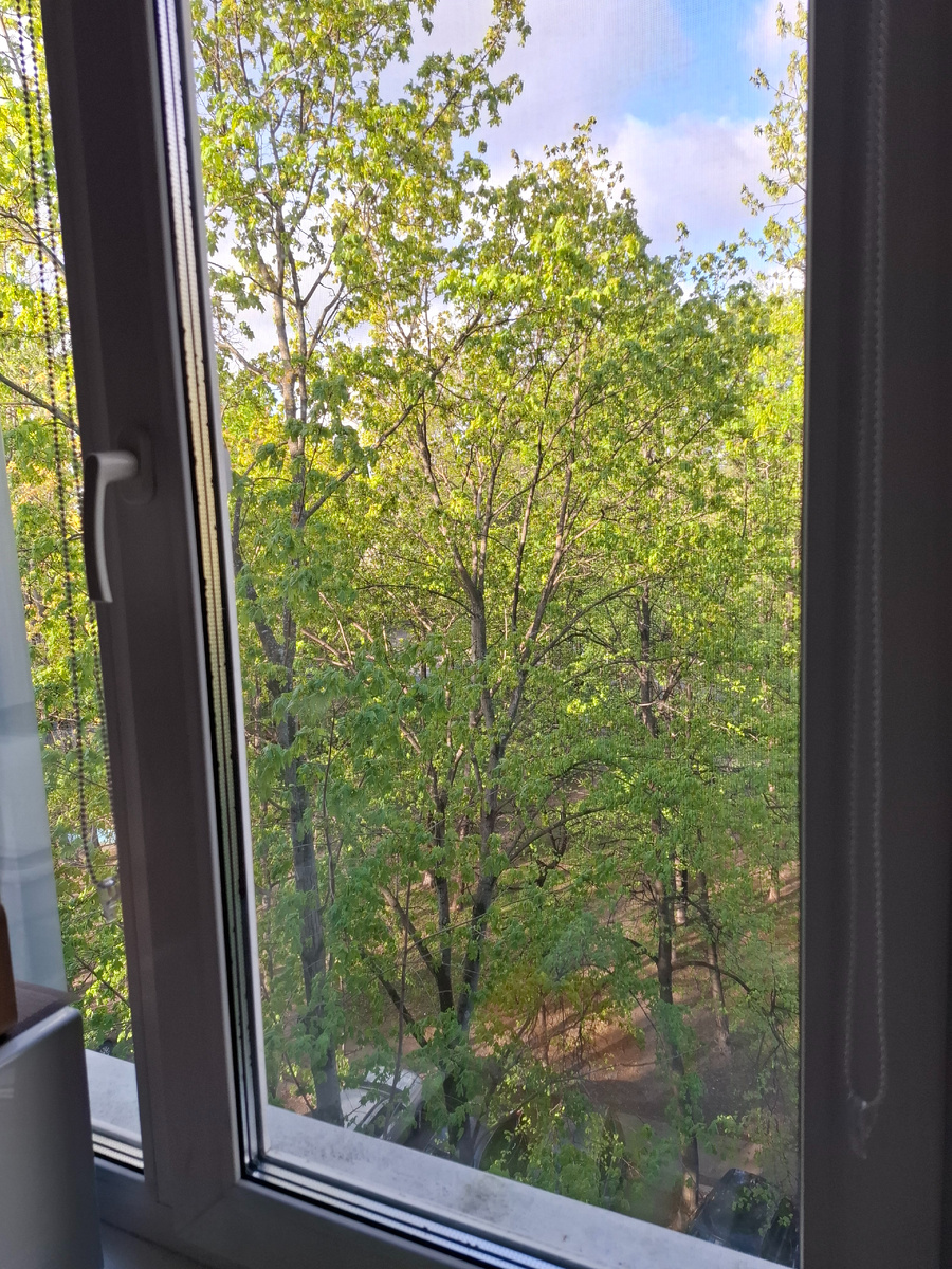 Фото автора. Солнышко и деревья составляют мне компанию за завтраком.