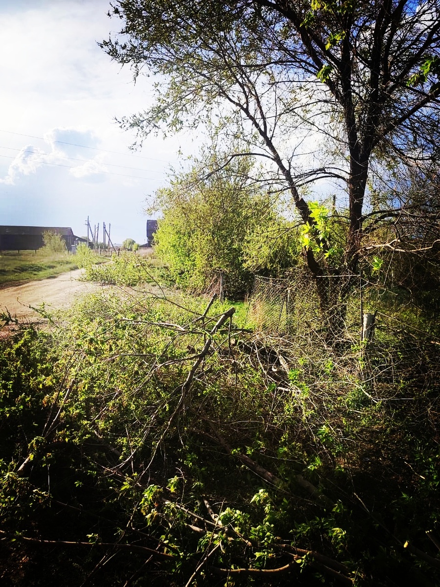 Ещё немного, и клён захватил бы дорогу