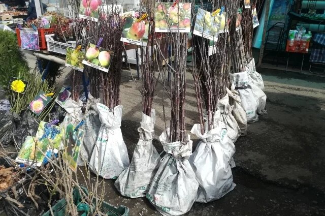    Как правильно выбирать саженцы плодовых деревьев?