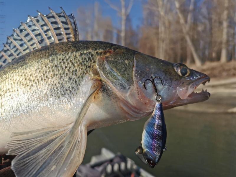 Судак пойман на Trigon.