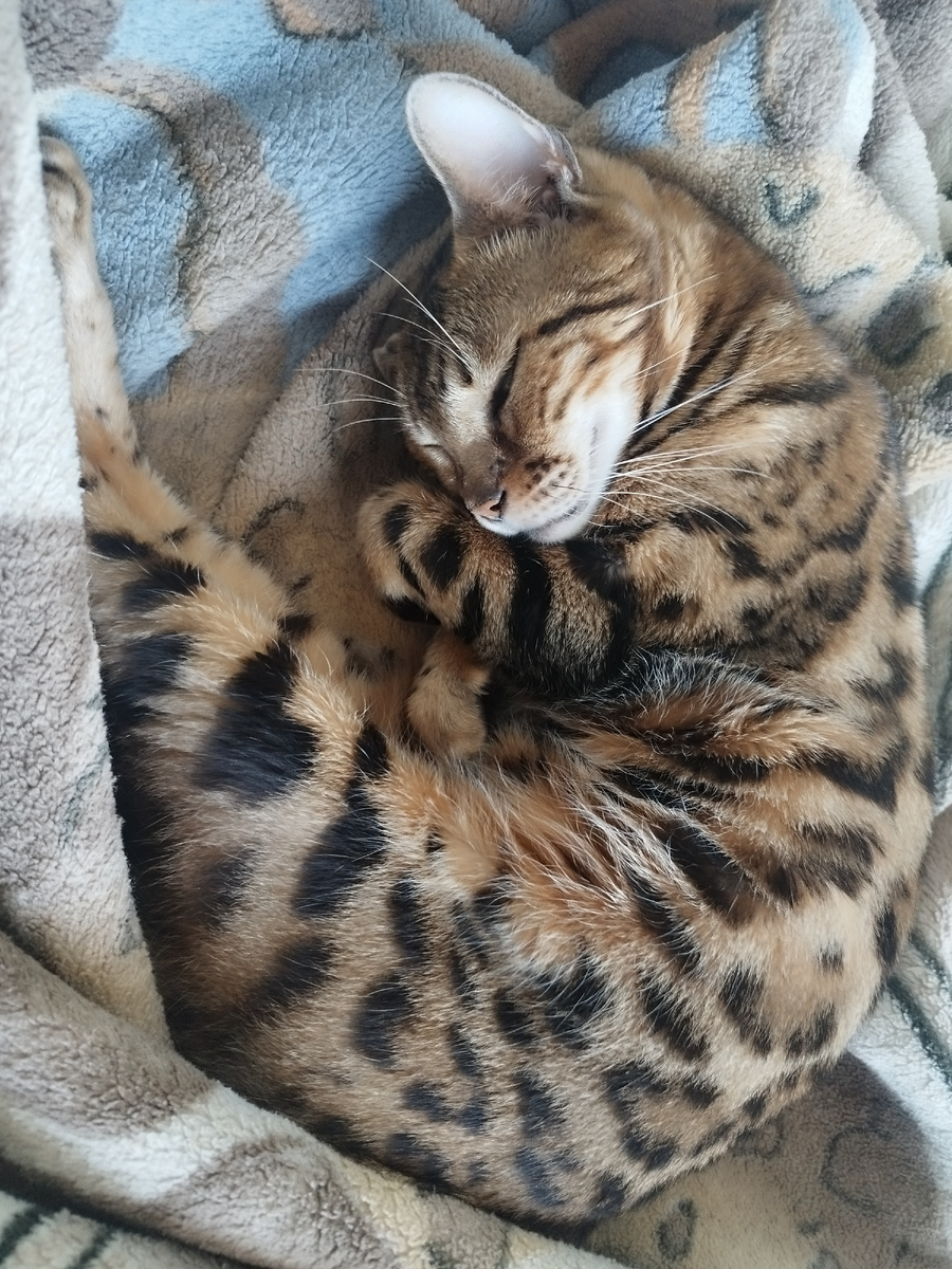 Бенгальская Кошка