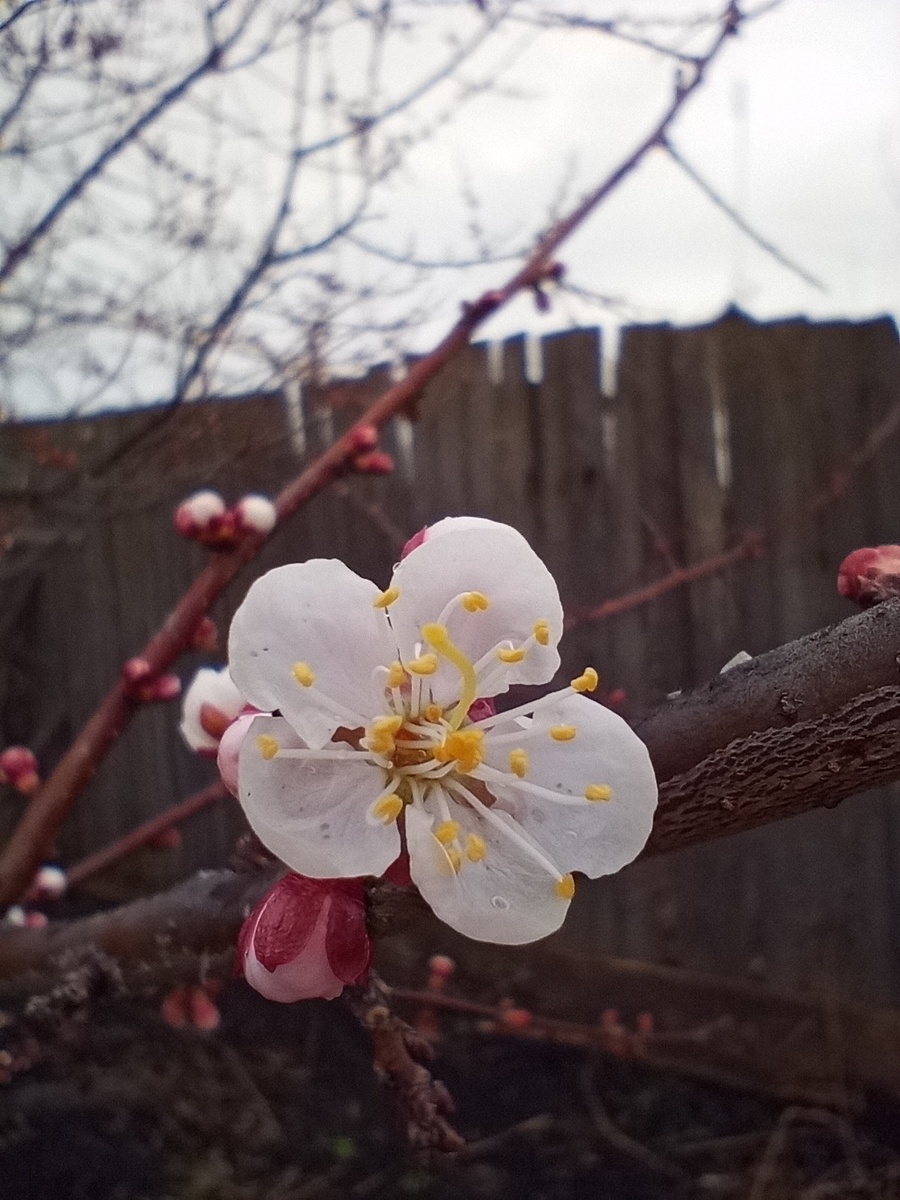 Абрикосы начали цвести.
