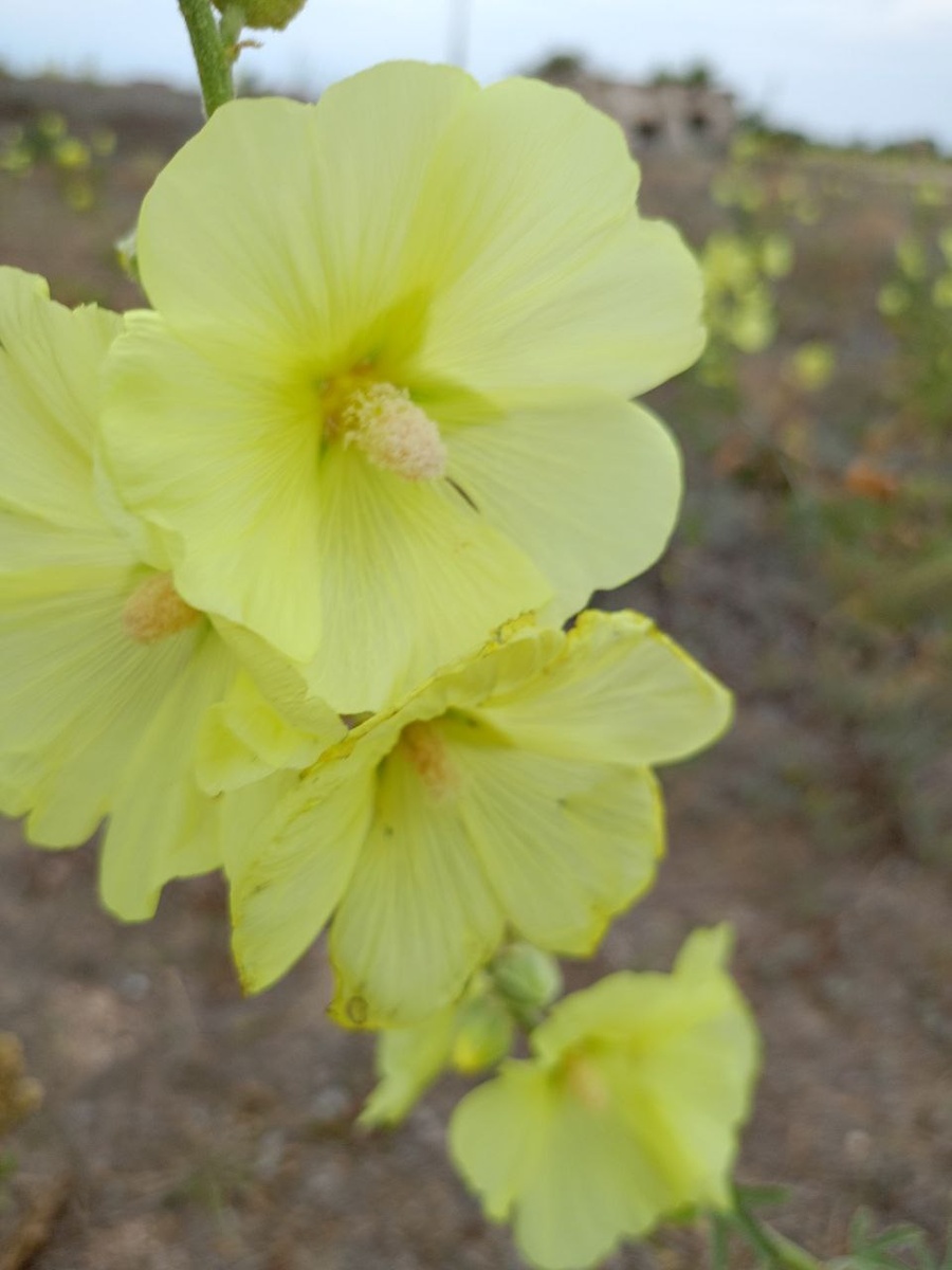 Фото автора. Цветочек, встретившийся мне на пути к морю прошлым летом))