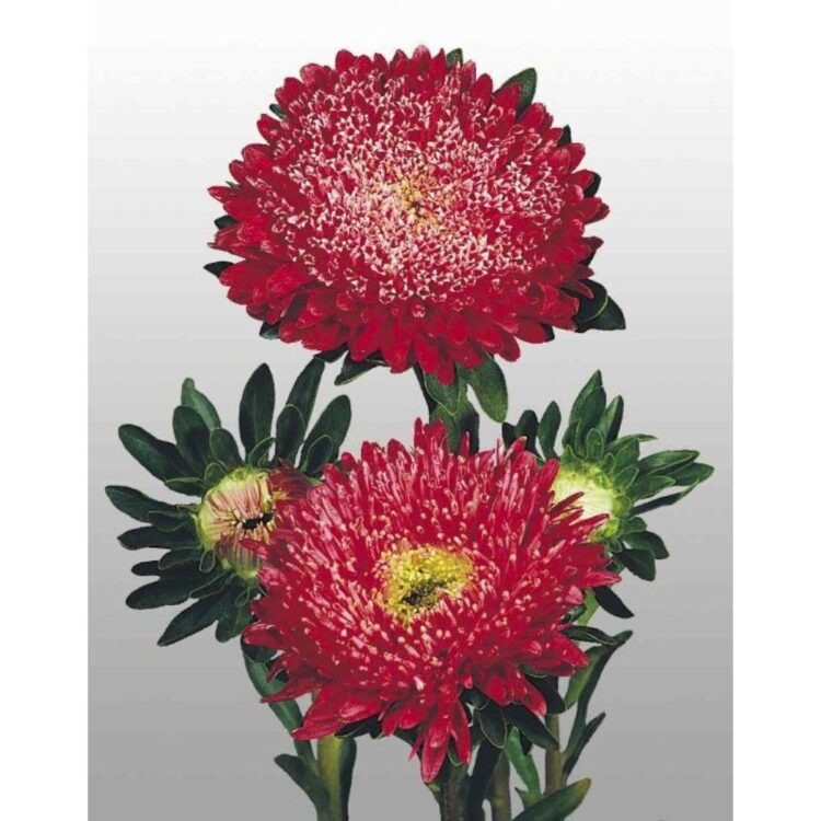 Матадор  📷
