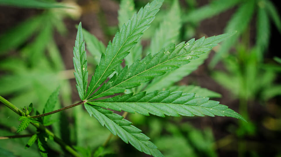 В Татарстане за 27,4 млн рублей закупят реагенты для определения наркотиков в моче.📷Фото: Олег Харсеев / Коммерсантъ