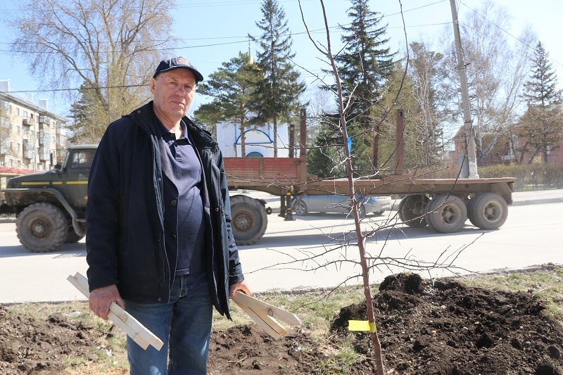    Фото редакции. Виктор Степанович Баулин: процесс посадки взрослых деревьев довольно сложный, пришлось даже специальную технику пригонять