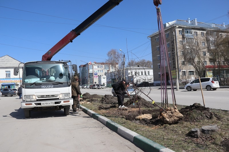    Фото редакции. Цепляли корневую систему краном, поднимали и опускали в подготовленную заранее лунку, в которой находился удобренный грунт. Машина с водой после высадки хорошенько проливала деревья.