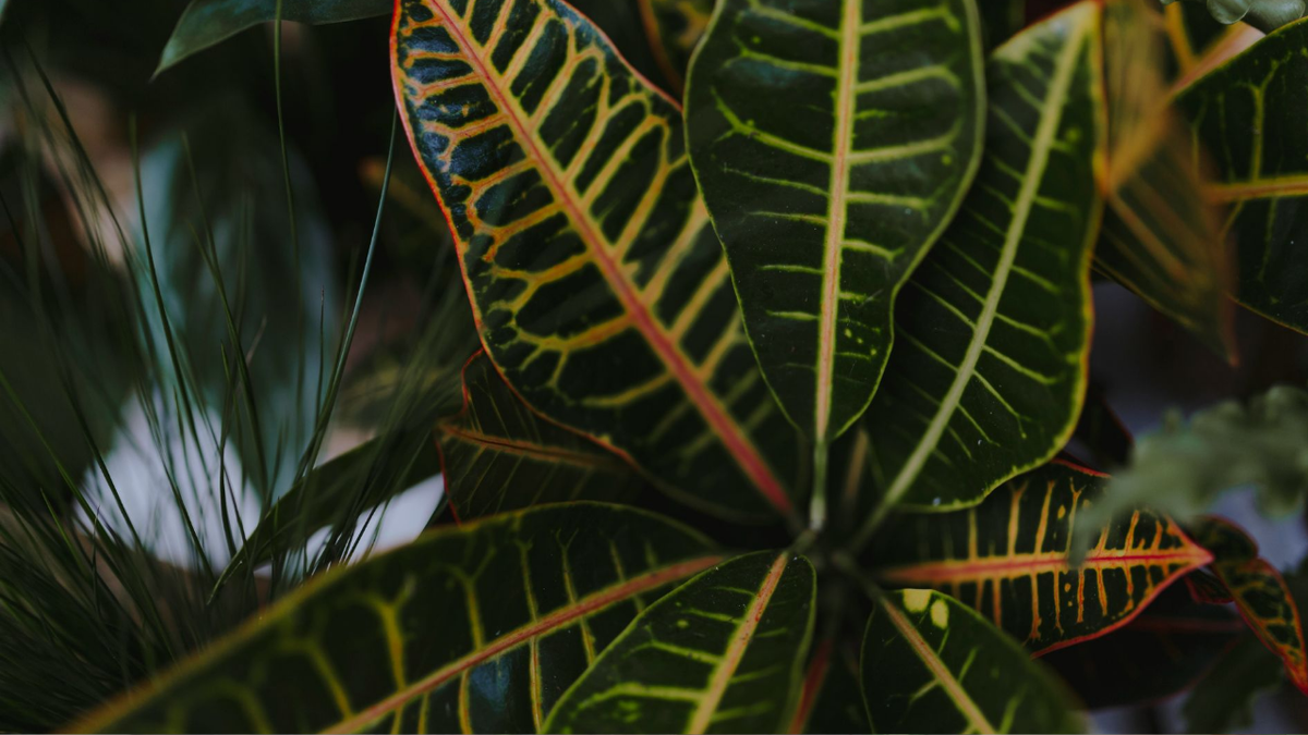 Условия выращивания кодиеума