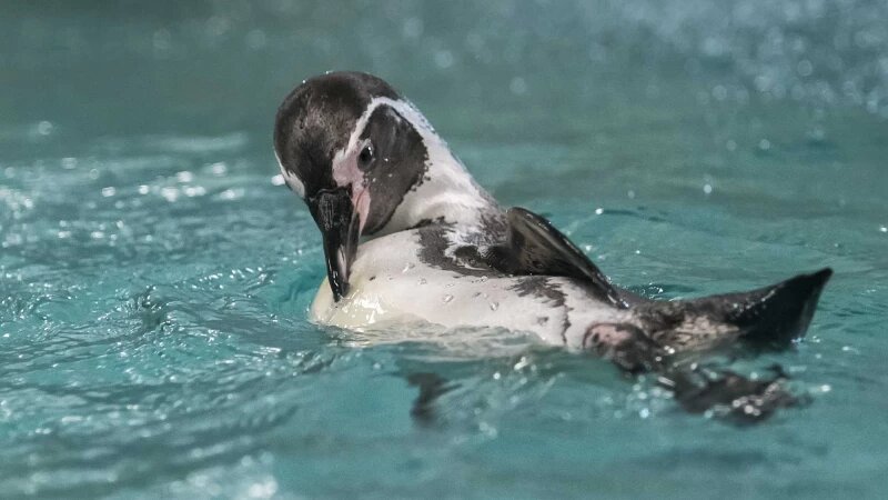     Пингвин Гумбольдта. zoonovosib.ru