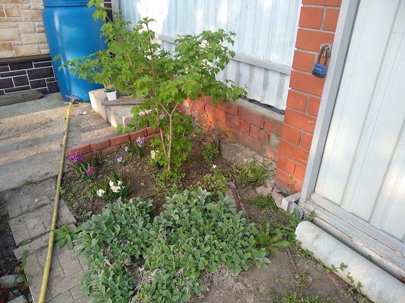 У калины пригрелись лиловые и белые гиацинты