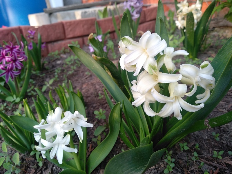 Цветение белых гацинтов