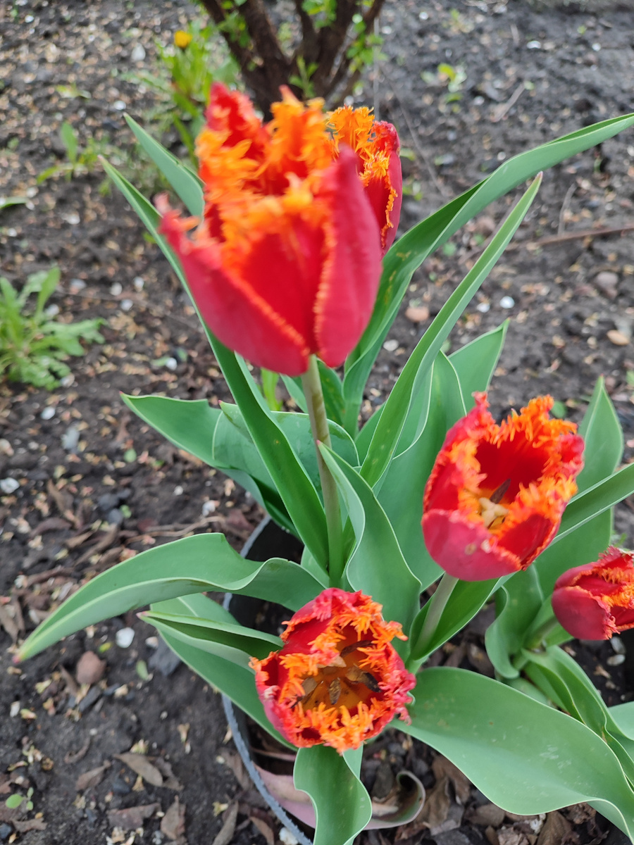 Игольчатые тюльпаны зацветают попозже