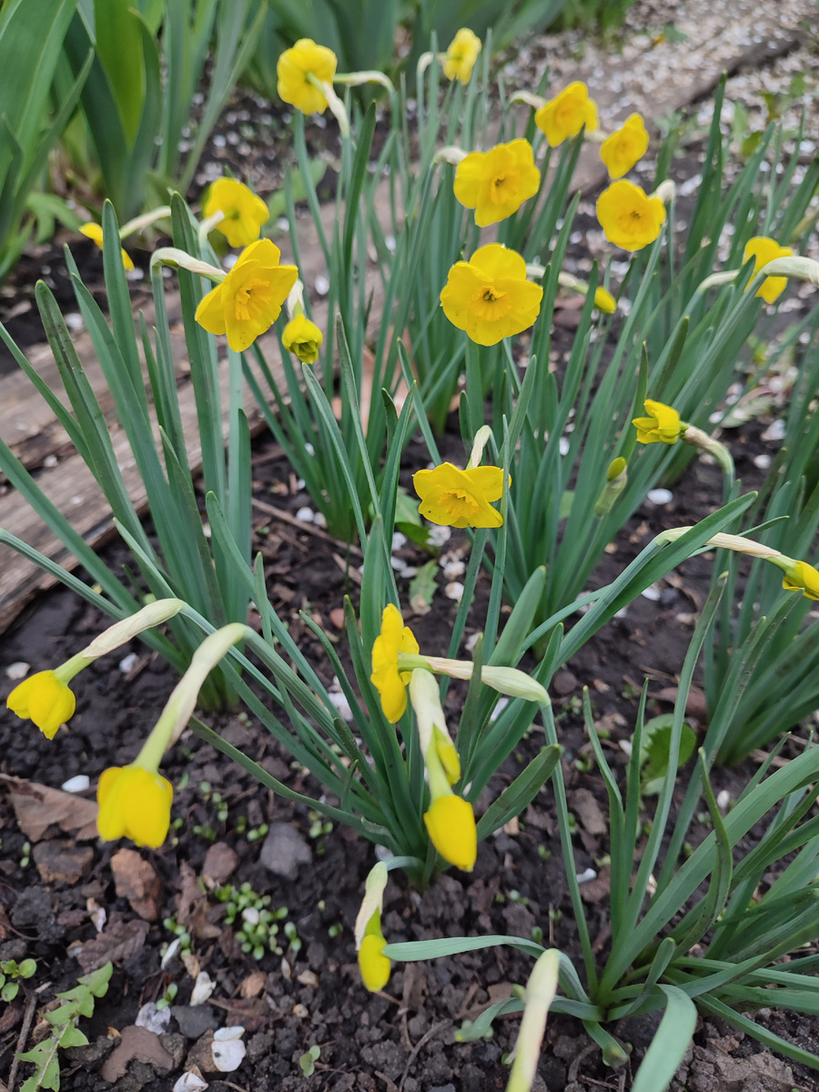 Мелкие, но очень жёлтые Нарциссы