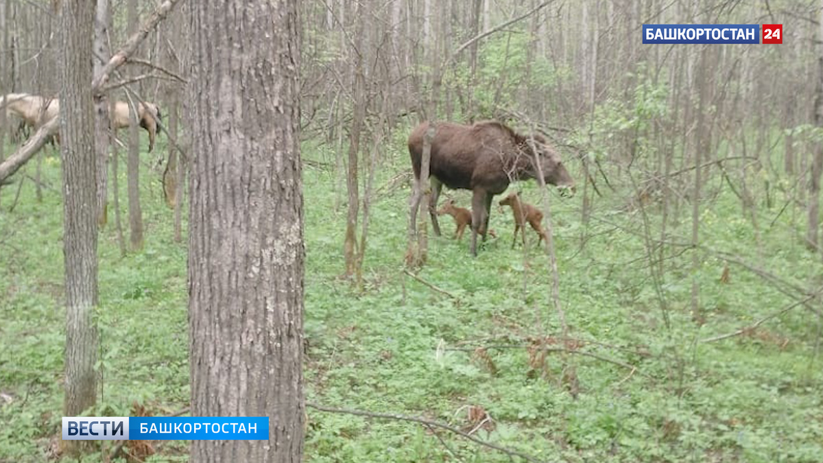    Лосиху с двумя новорожденными малышами засняли в лесу в Башкортостане