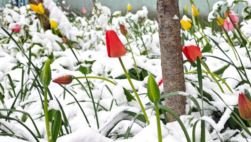      Фото: Дмитрий Ахмадуллин / / ИА «Победа26»