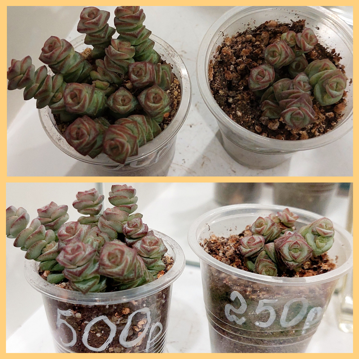 Крассула Неалиана 