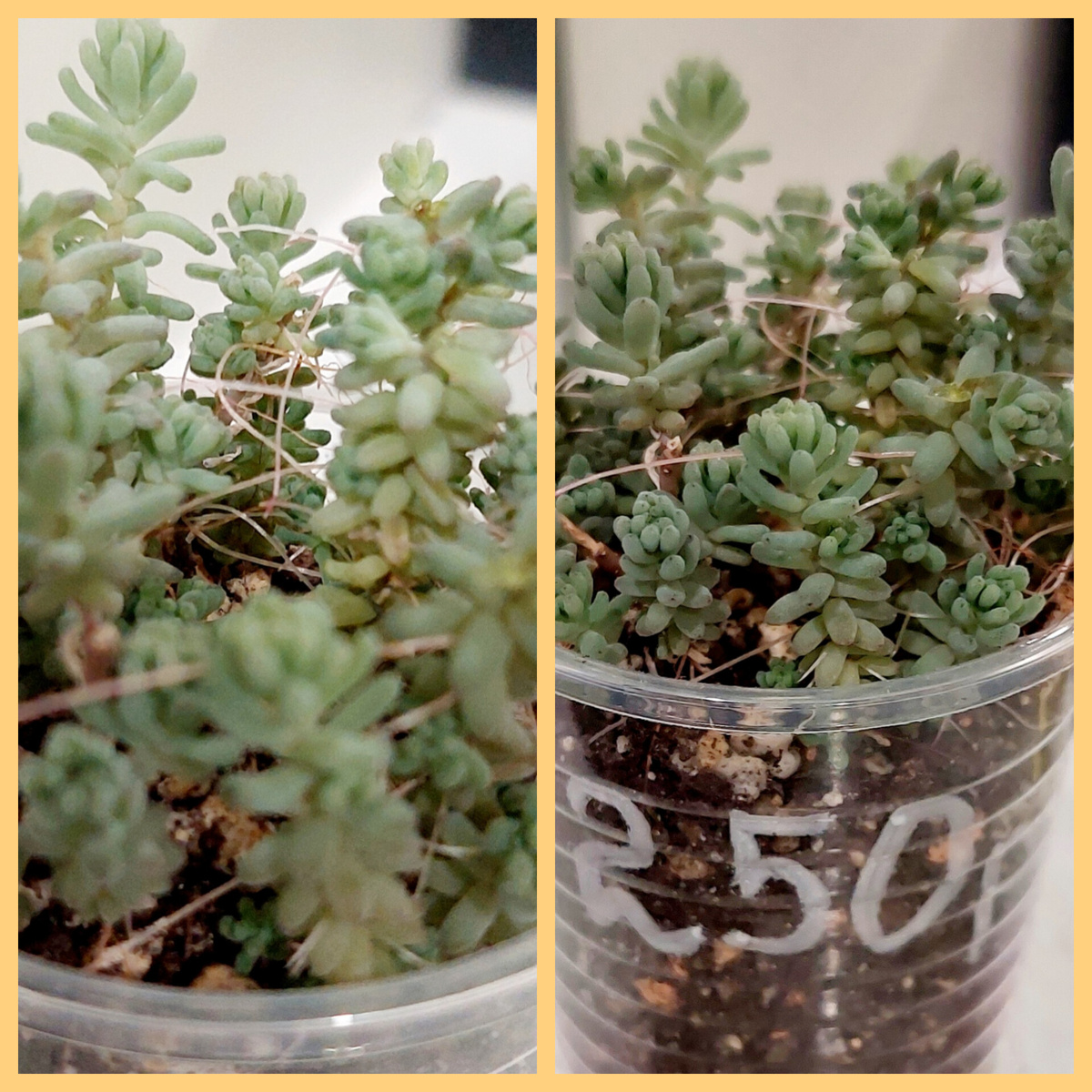 Седум Милки Вей 