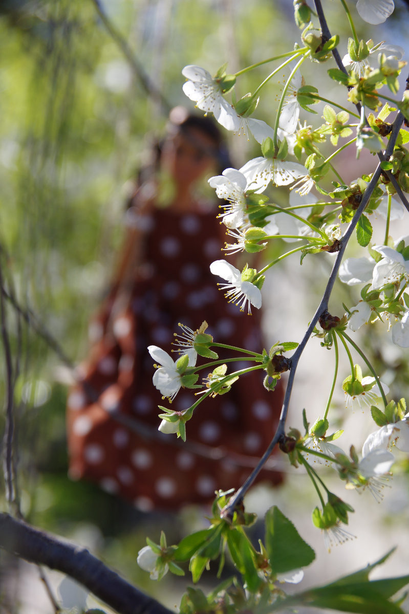 Цветение вишни. Фото автора