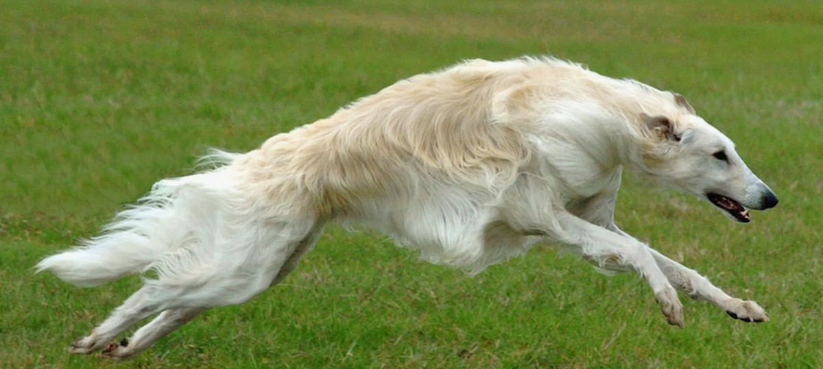Русская гончая борзая