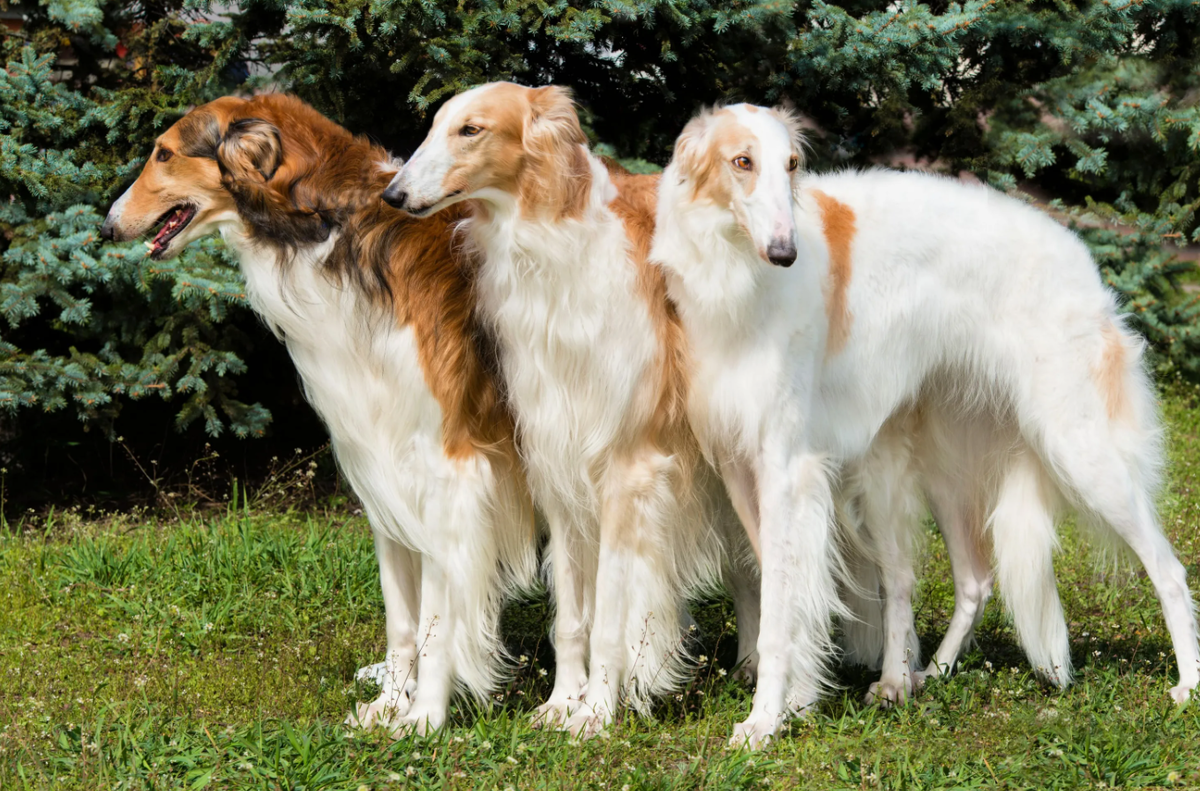 Порода русская псовая борзая