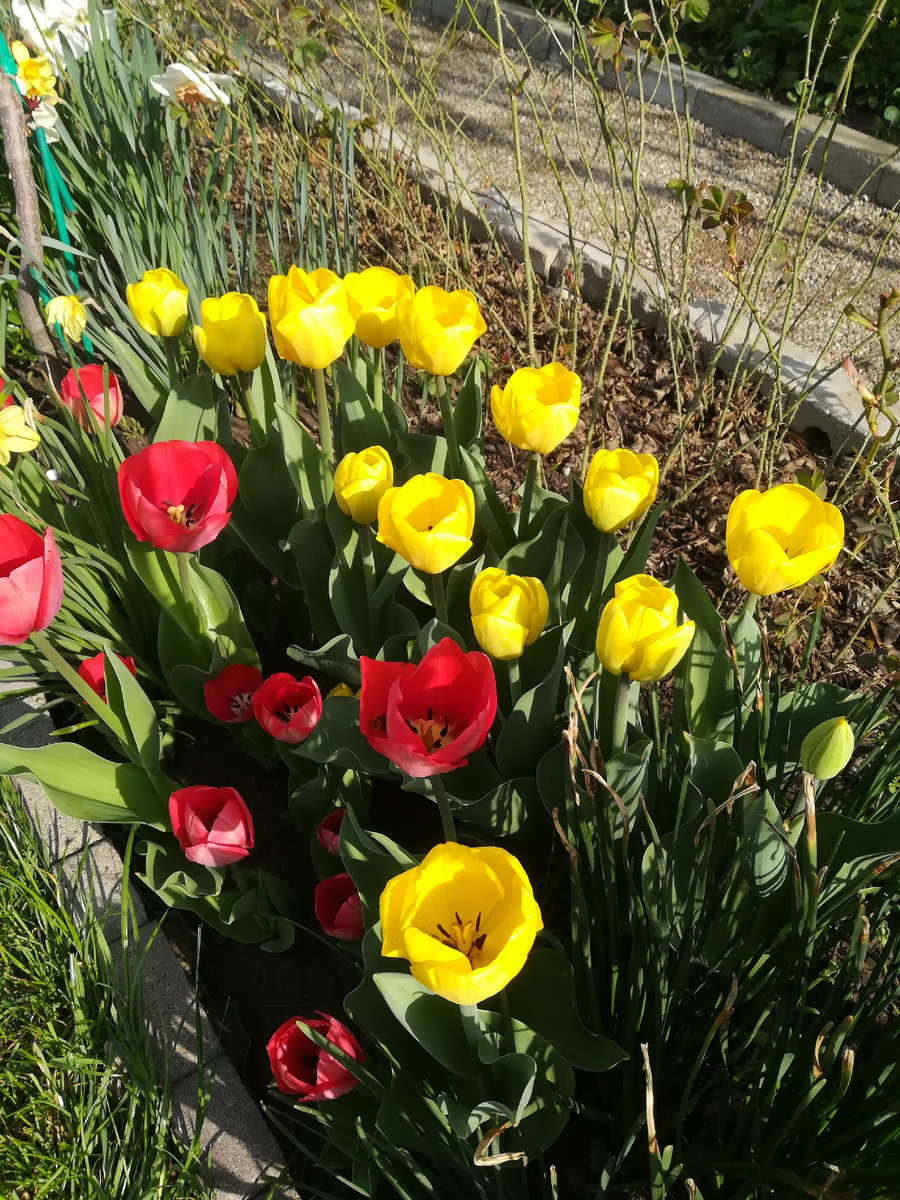 Golden Parade и Big Chief.