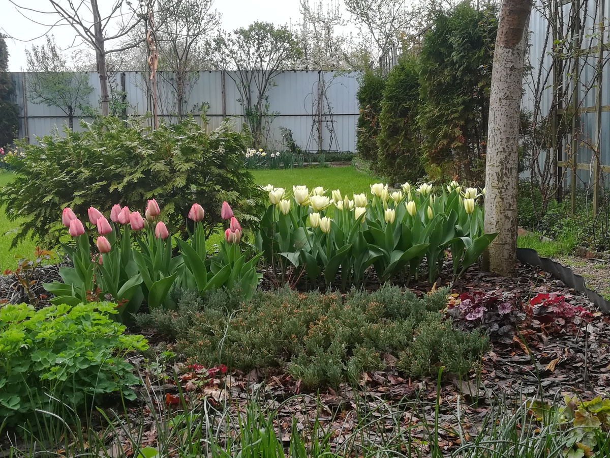 Mystic van Eijk, Purissima и Exotic Emperor