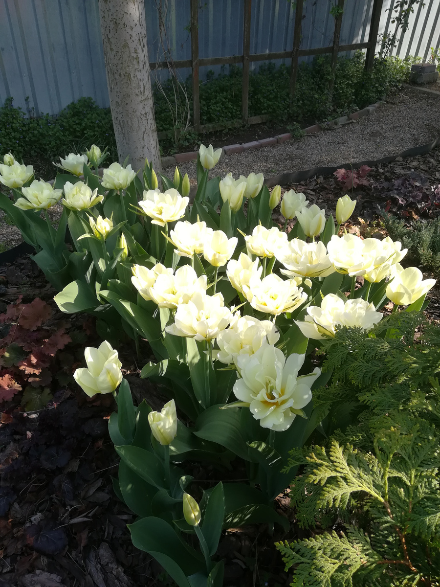 Purissima и Exotic Emperor