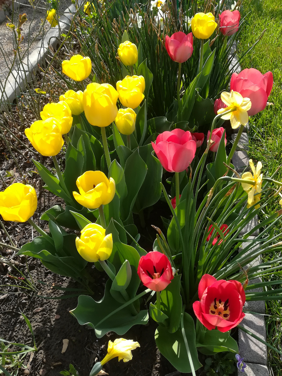 Golden Parade и Big Chief.