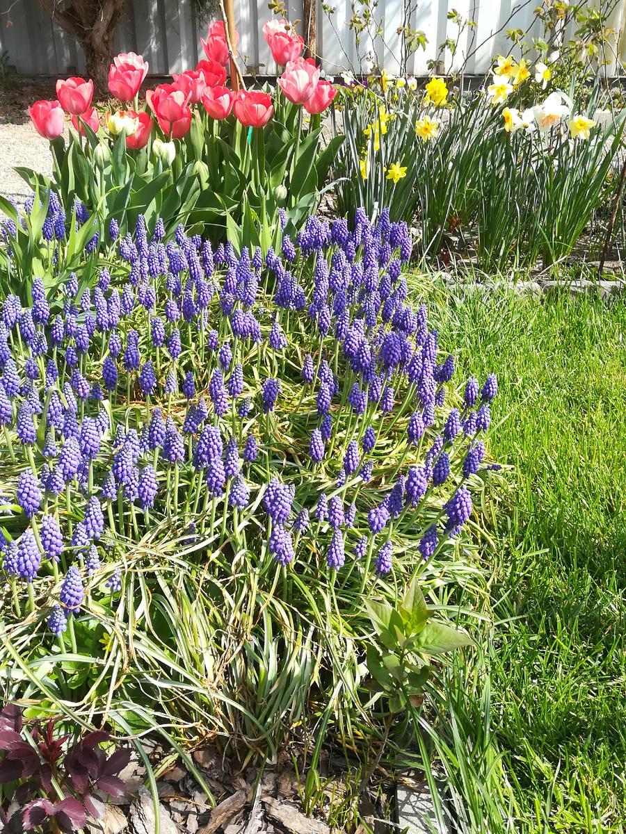 Van Eijk и мускари. 