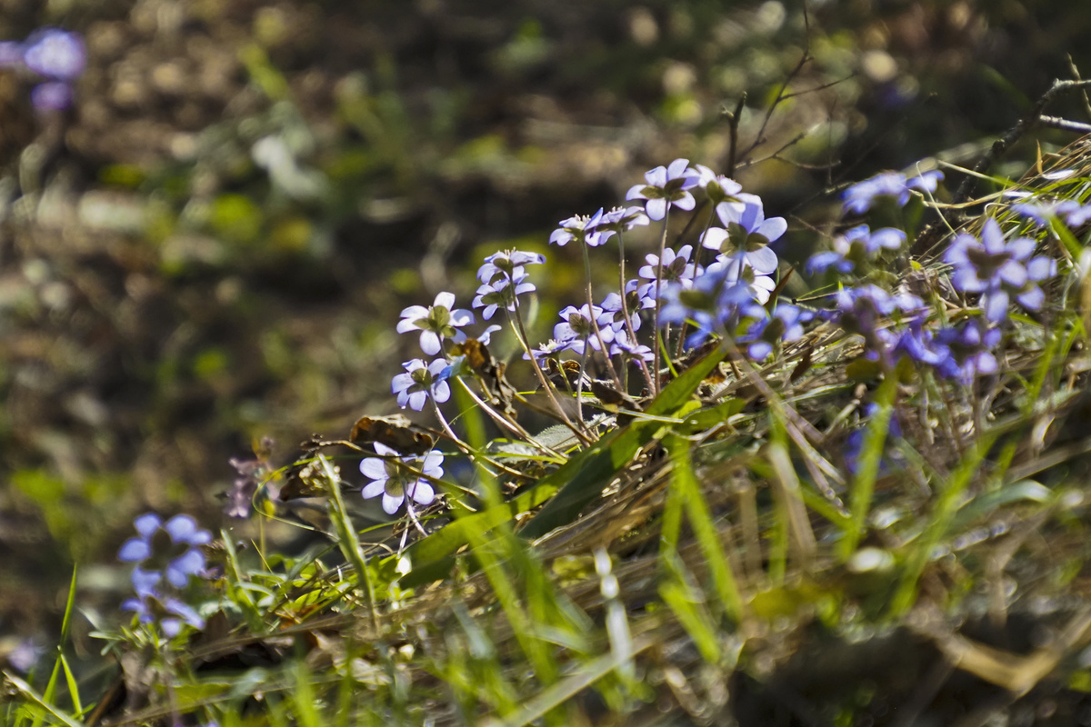 Цветы печеночницы
