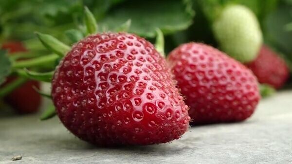    © РИА Новости Крым