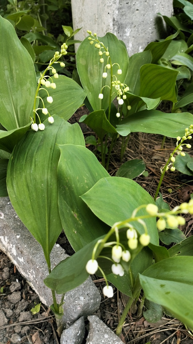 Ландыши зацветают