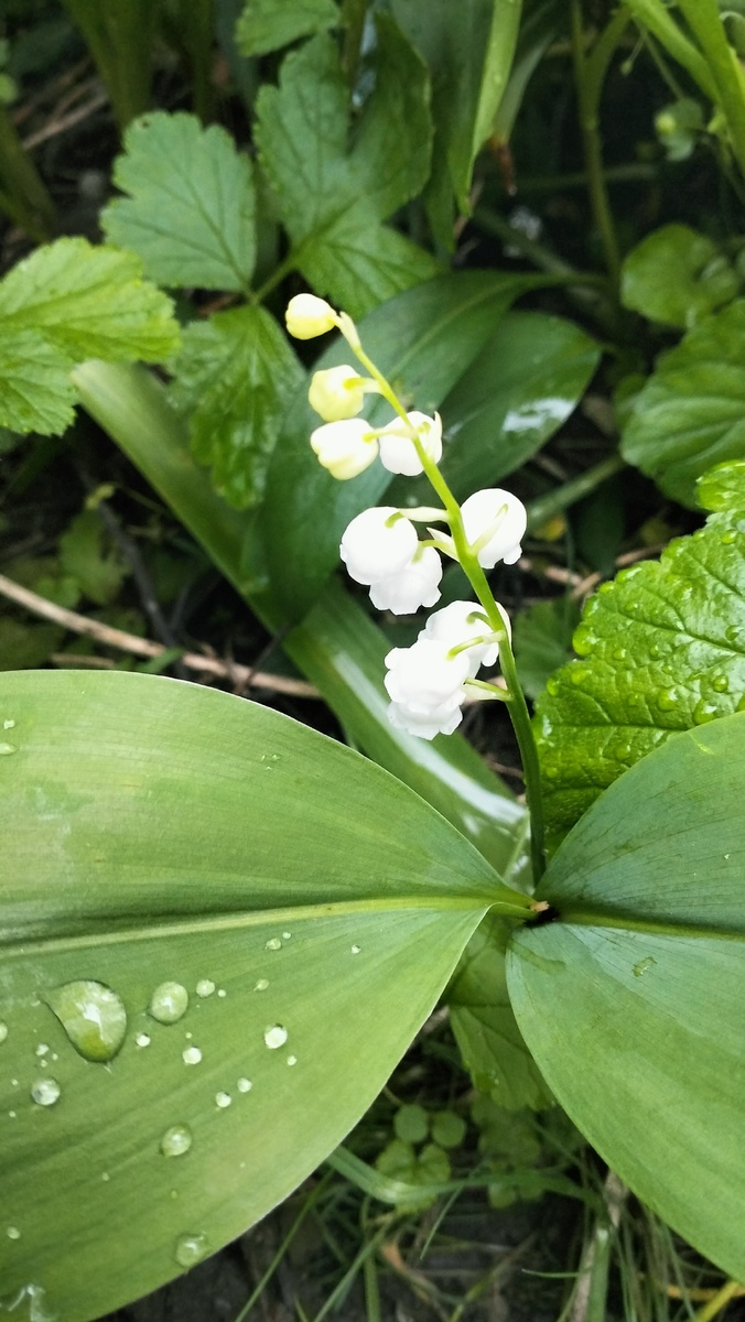 Сегодня утром