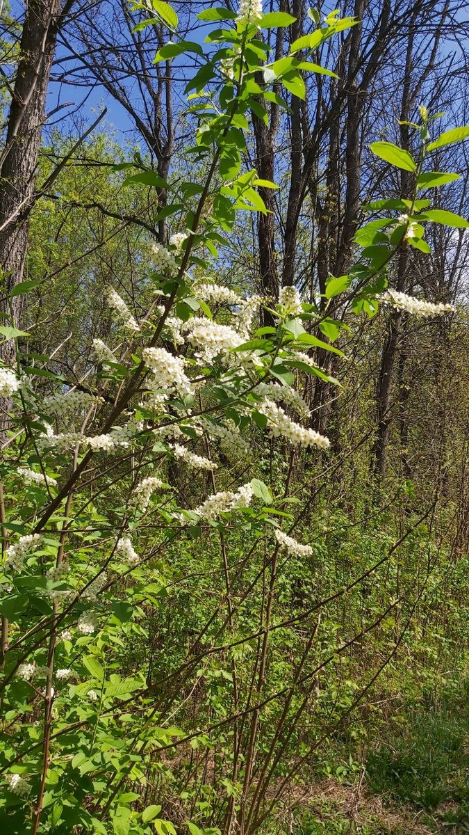 Лес пробуждаетсяИ нас чарует зеленью.Весну стараетсяНам проявить во всём.Мы восхищаемсяИ принимаем с нежностью.Мы умиляемсяИ в жизнь с собой берём))