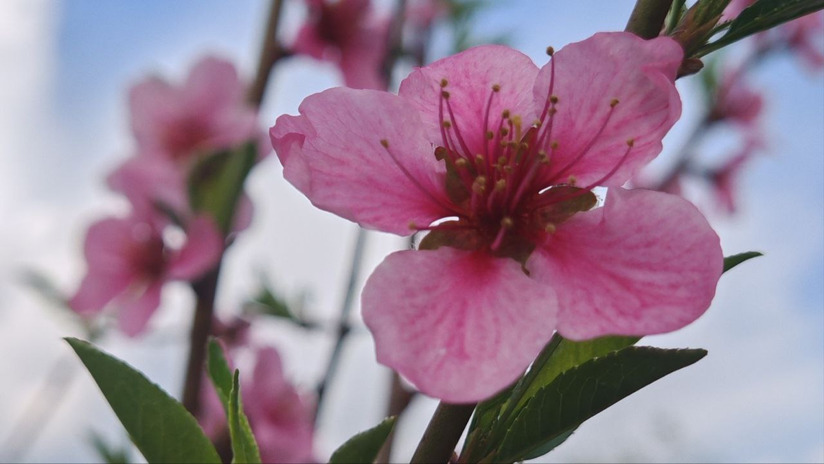 Фото автора_Мичуринск_26 апреля 2025_Цветение персика