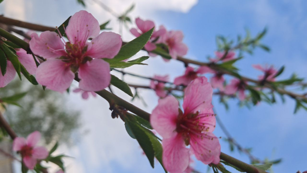 Цветение персика в Мичуринске