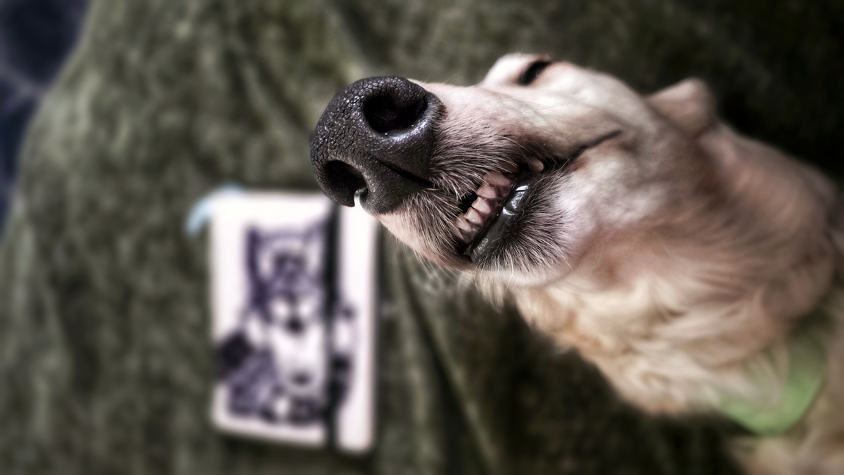 Спит, храпит и охает