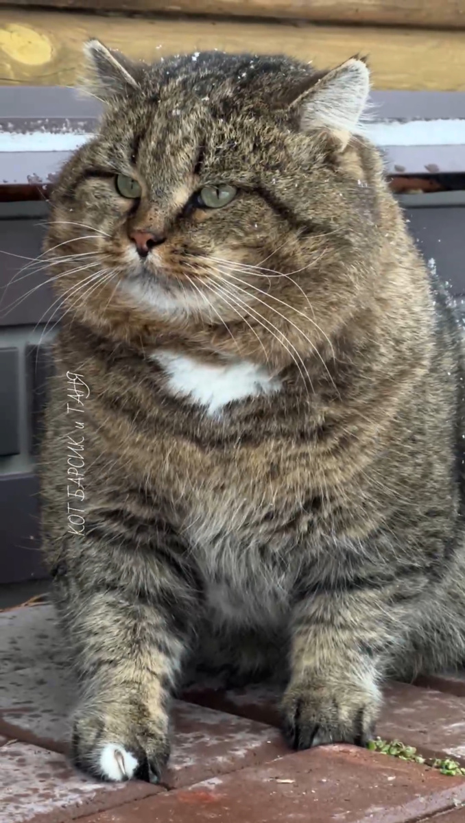 Лесноц кот Барсик