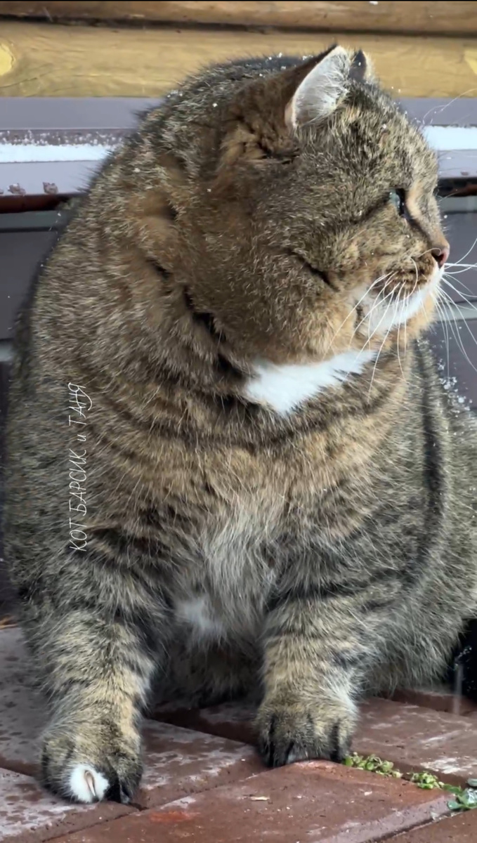 Зимний Барсик