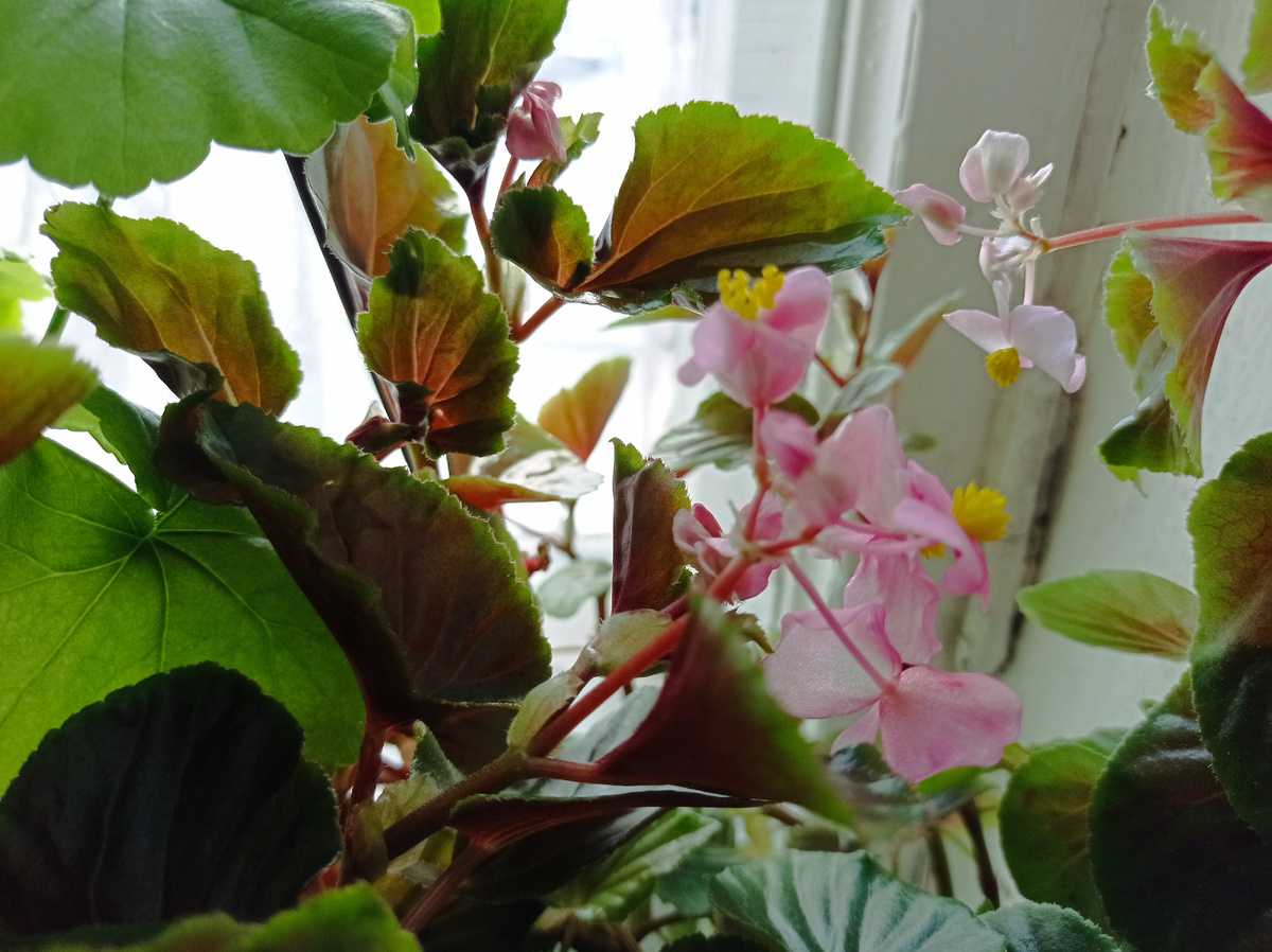 Цветёт бегония весеннее цветение. Радость для цветовода. 