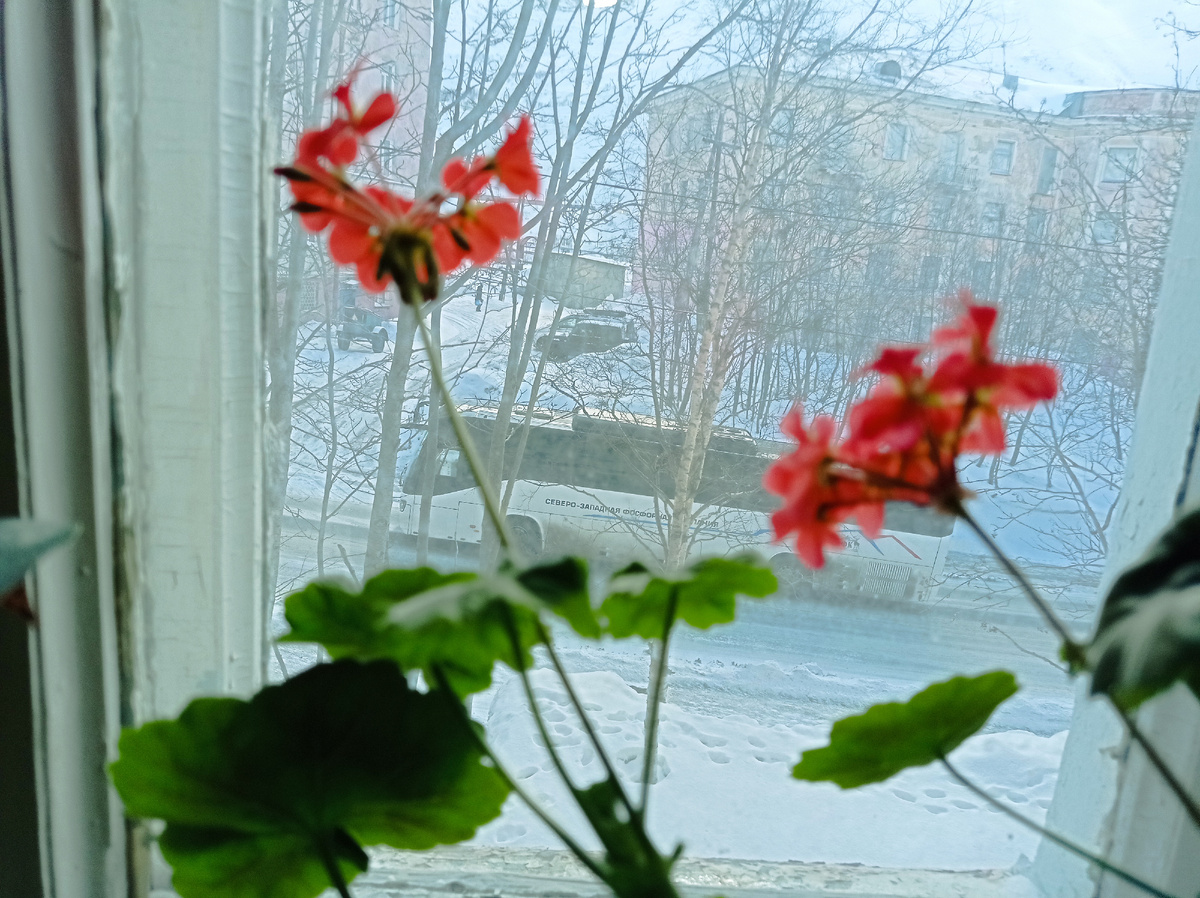 Герань классика самая простая. А за окном зима
