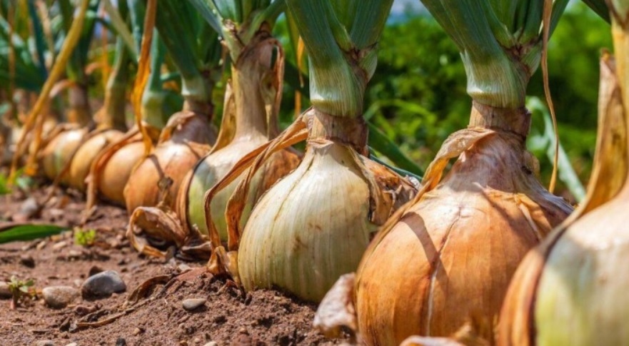 Как защитить грядки от луковой мухи: лучшие советы для эффективной борьбы