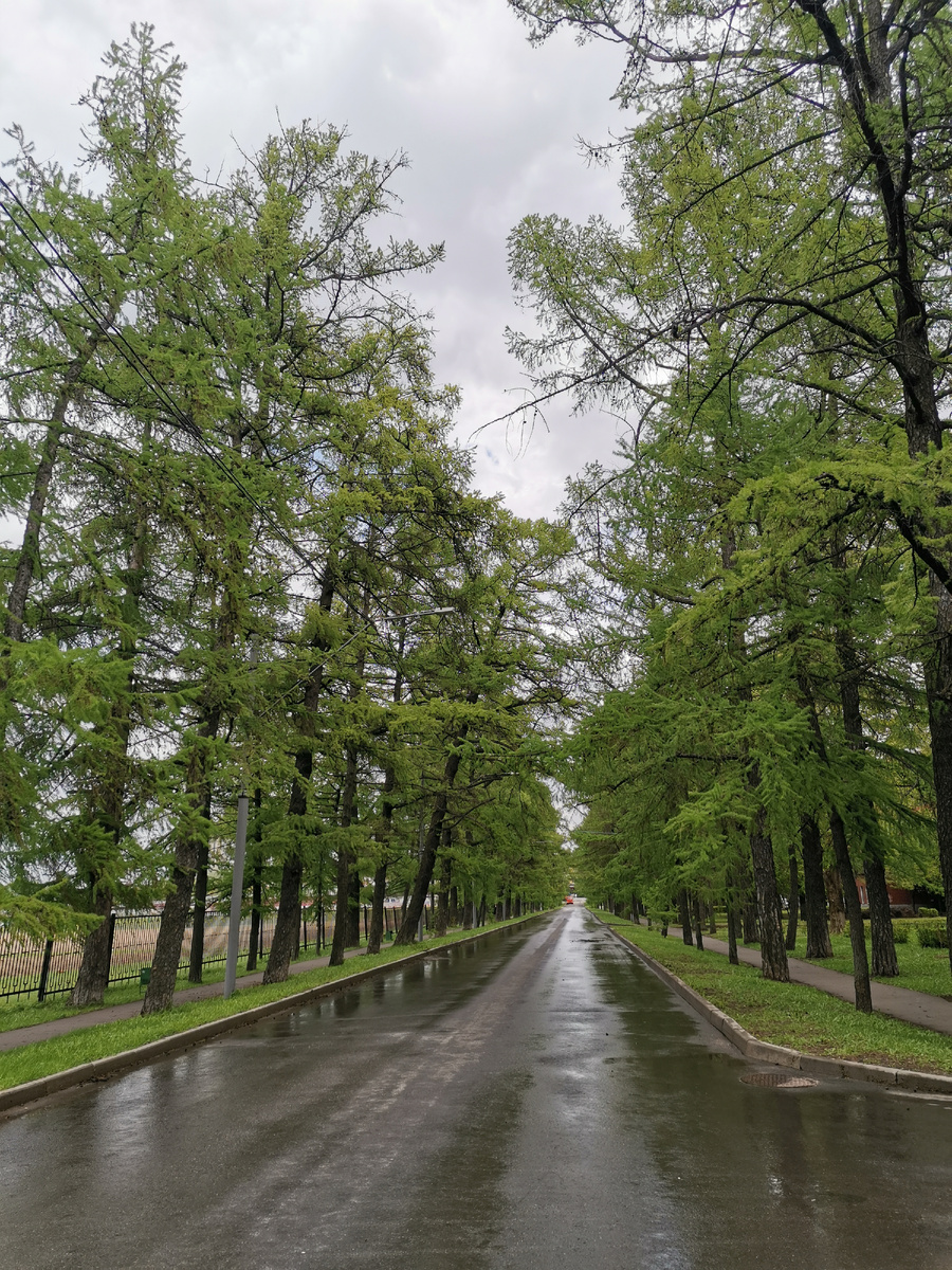 Лиственничная аллея