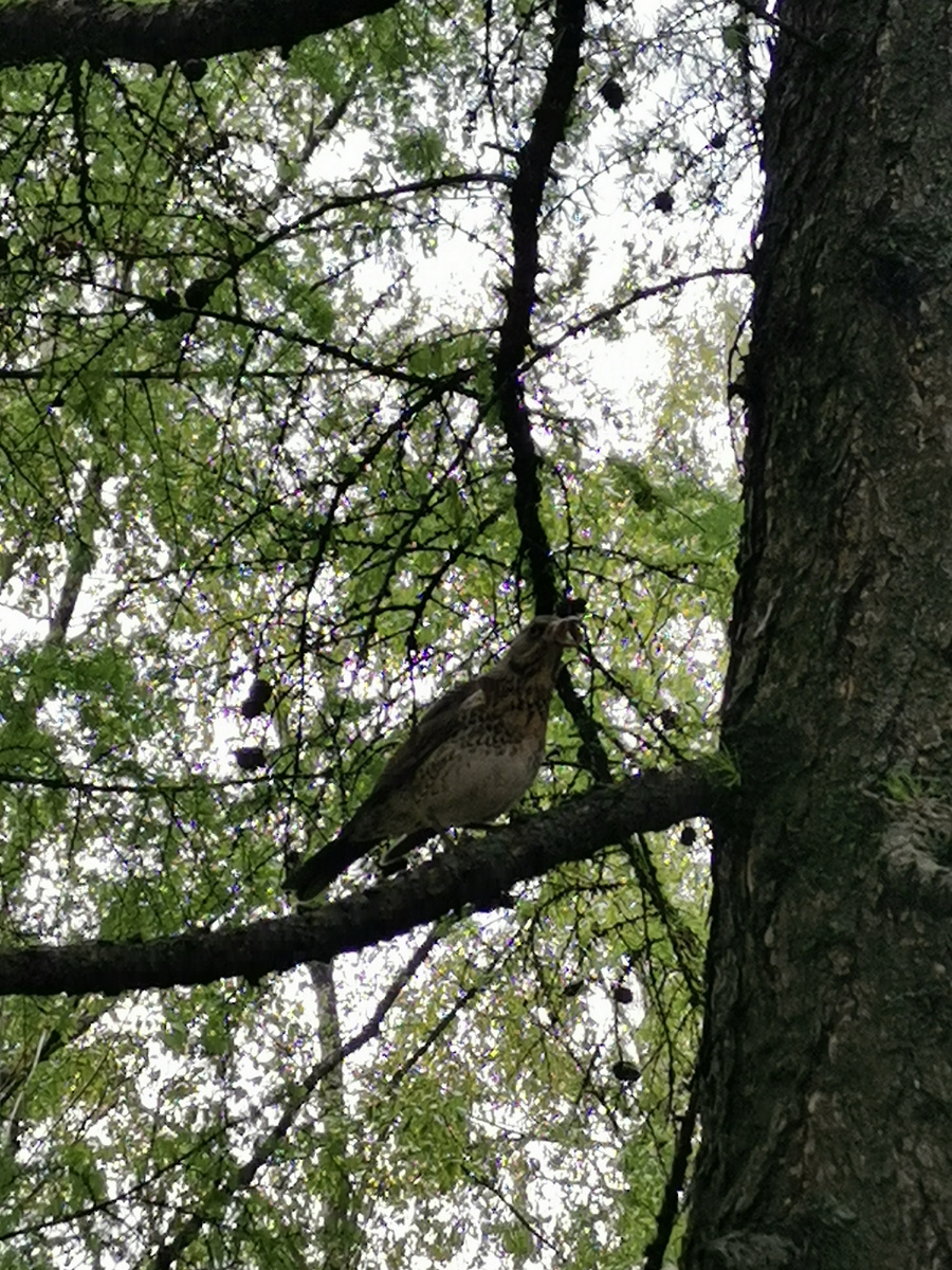 Лиственничная аллея