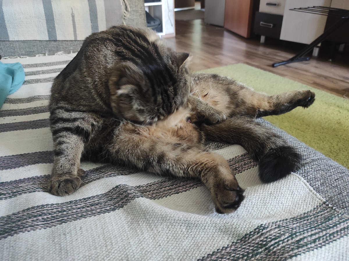 Моется после чистки. Чистюля 