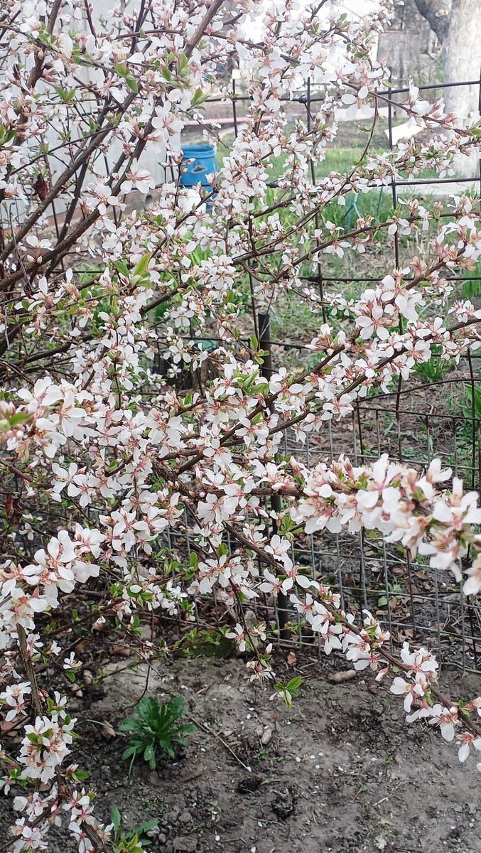 Вишня отцвела.