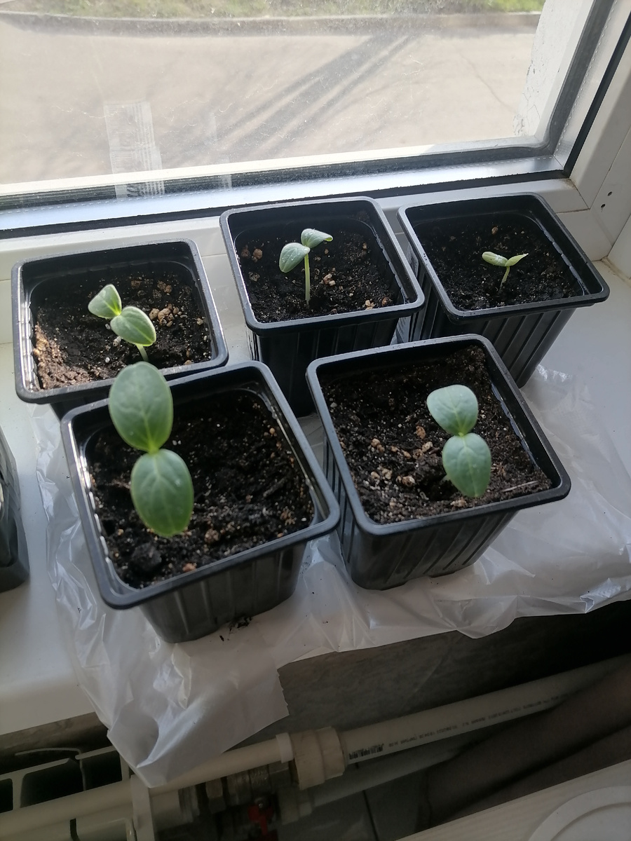 Мои огурчики)