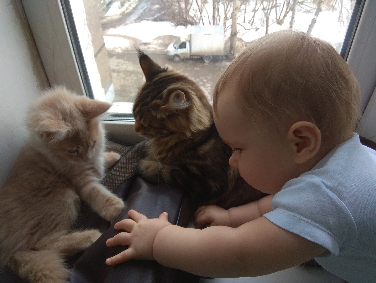 Котенок с котятами